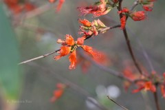 Woodfordia fruticosa